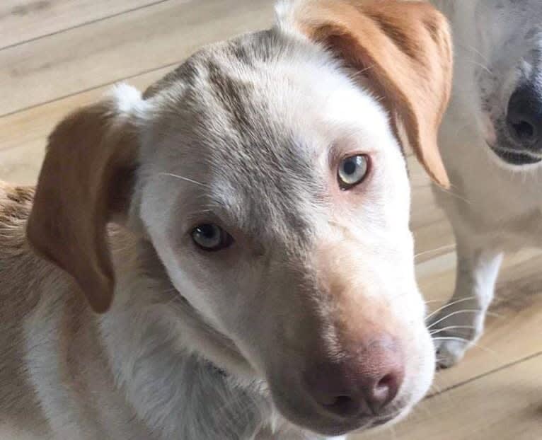 Milo, a Labrador Retriever and German Shepherd Dog mix tested with EmbarkVet.com