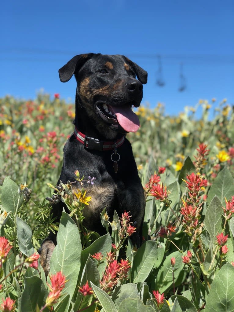 Murphy, a Bullmastiff and German Shepherd Dog mix tested with EmbarkVet.com