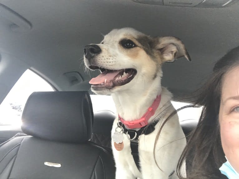 Millie, an Australian Cattle Dog and Great Pyrenees mix tested with EmbarkVet.com