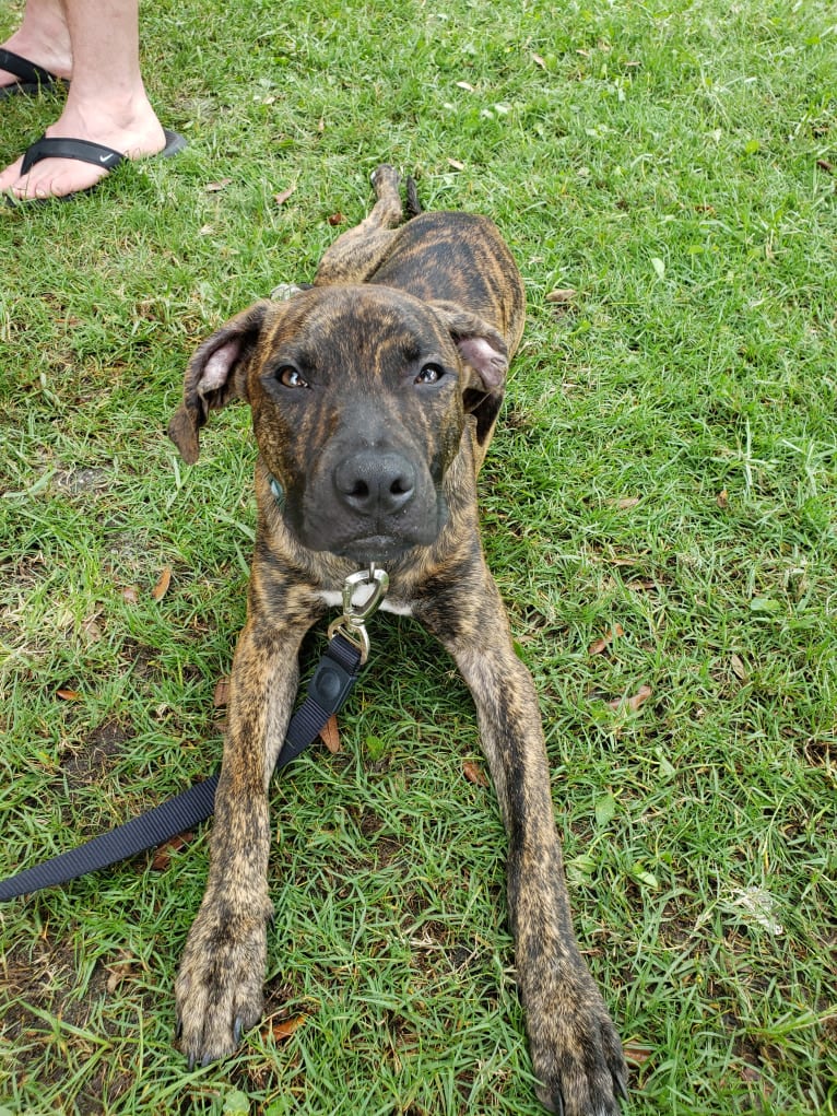 Bennet, an American Pit Bull Terrier and Boston Terrier mix tested with EmbarkVet.com