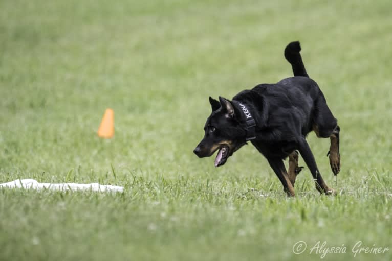 Kenai, a Beauceron tested with EmbarkVet.com