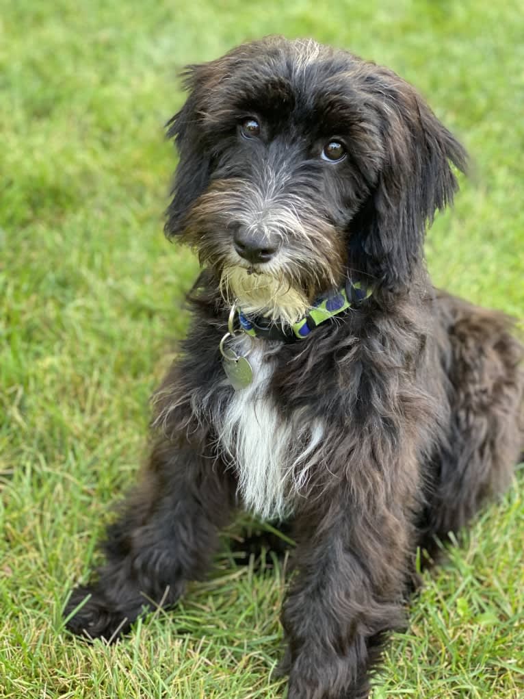 Peppermint, a Sheepadoodle tested with EmbarkVet.com