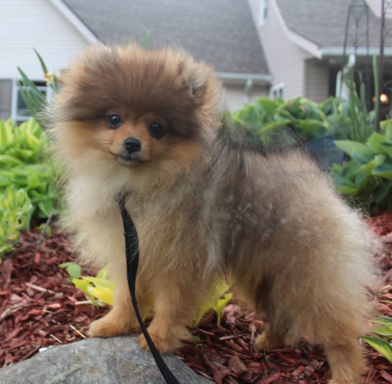 Karma, a Pomeranian tested with EmbarkVet.com