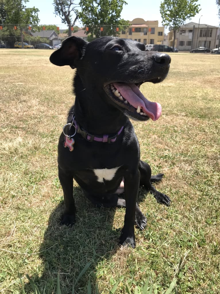 Pickles, an American Pit Bull Terrier and Golden Retriever mix tested with EmbarkVet.com