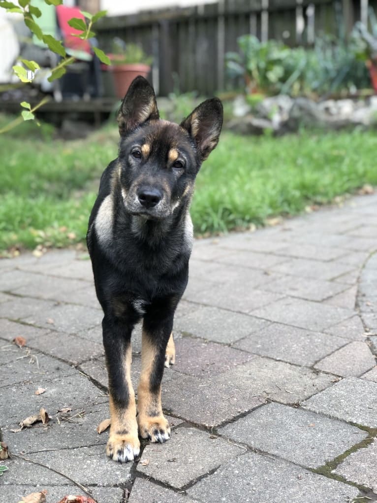 Buddy, a Jindo tested with EmbarkVet.com