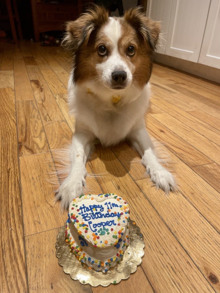 Cooper, an Australian Cattle Dog and Shih Tzu mix tested with EmbarkVet.com