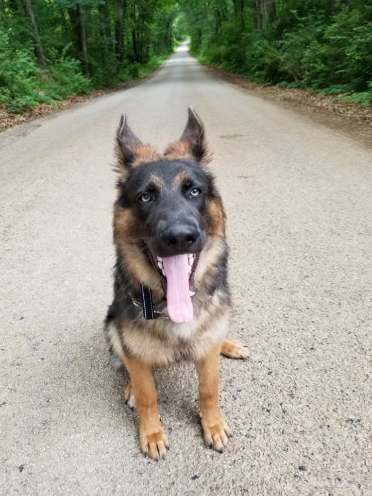 Banner, a German Shepherd Dog tested with EmbarkVet.com