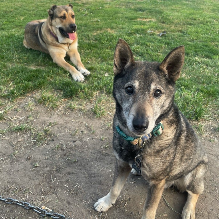 Gus, a Norwegian Elkhound and German Shepherd Dog mix tested with EmbarkVet.com