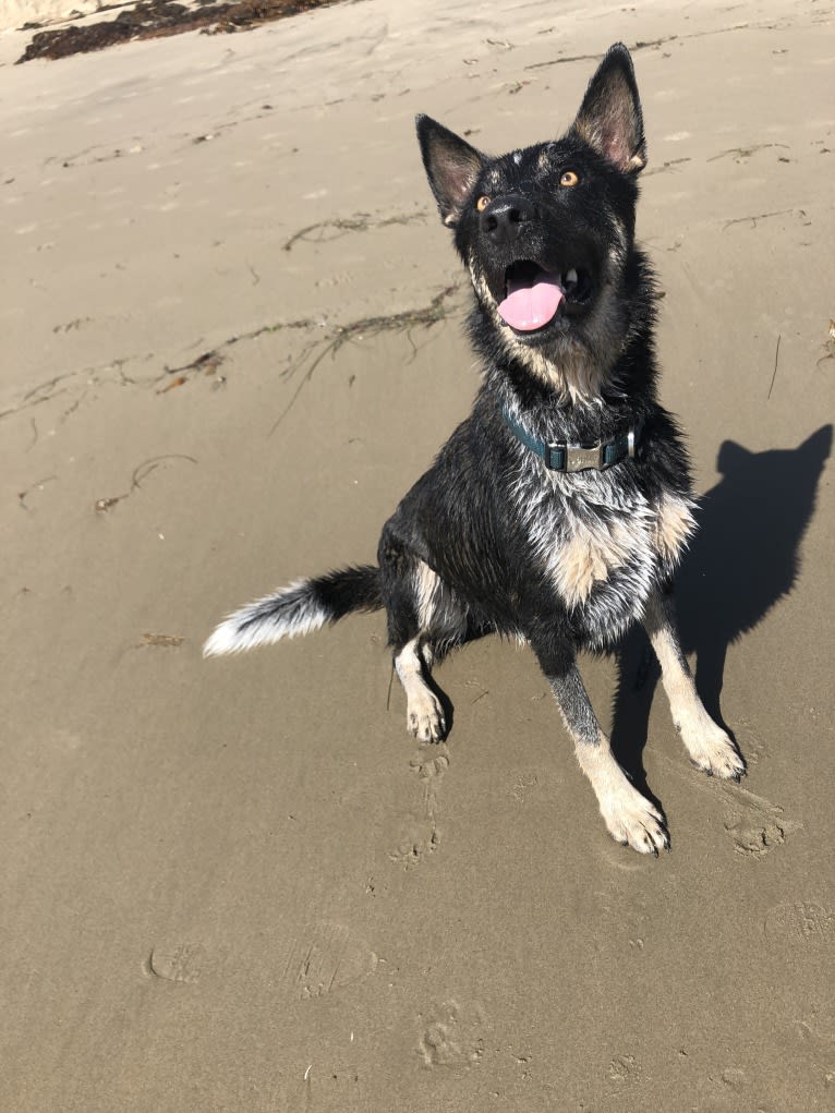 Merle, an Anatolian Shepherd Dog and German Shepherd Dog mix tested with EmbarkVet.com