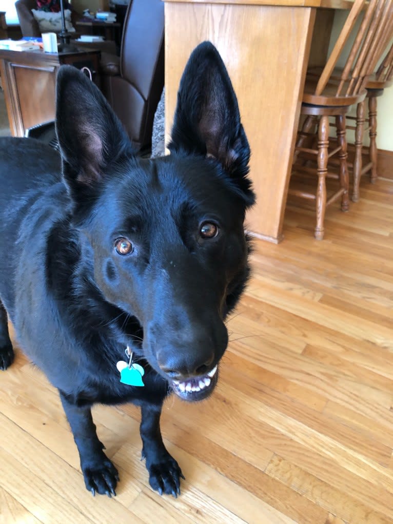 Ramona, a German Shepherd Dog tested with EmbarkVet.com