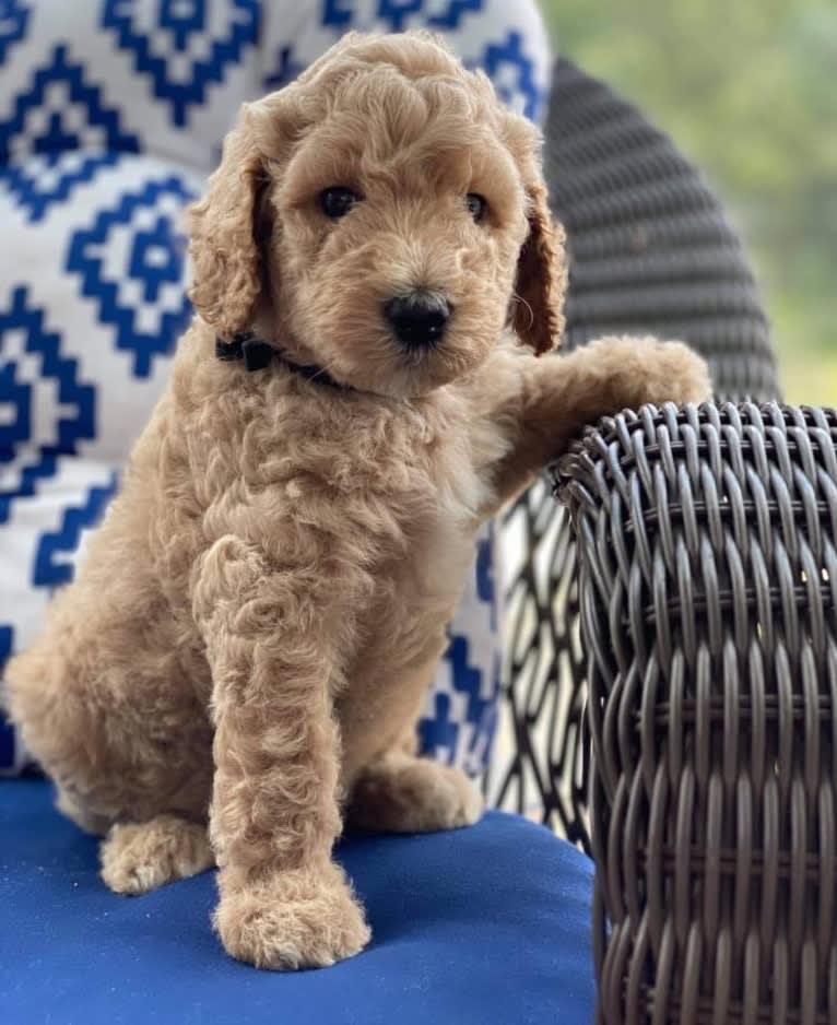 Benson, a Poodle (Standard) tested with EmbarkVet.com