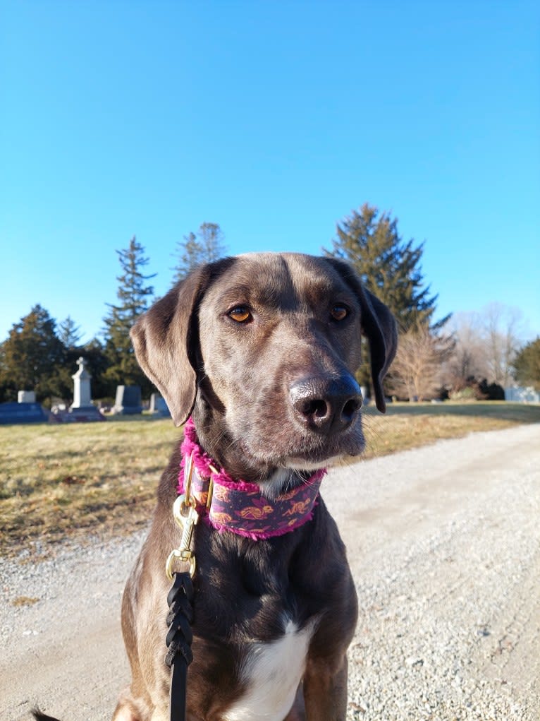 Wendigo "Wendi", a Weimaraner and German Shepherd Dog mix tested with EmbarkVet.com