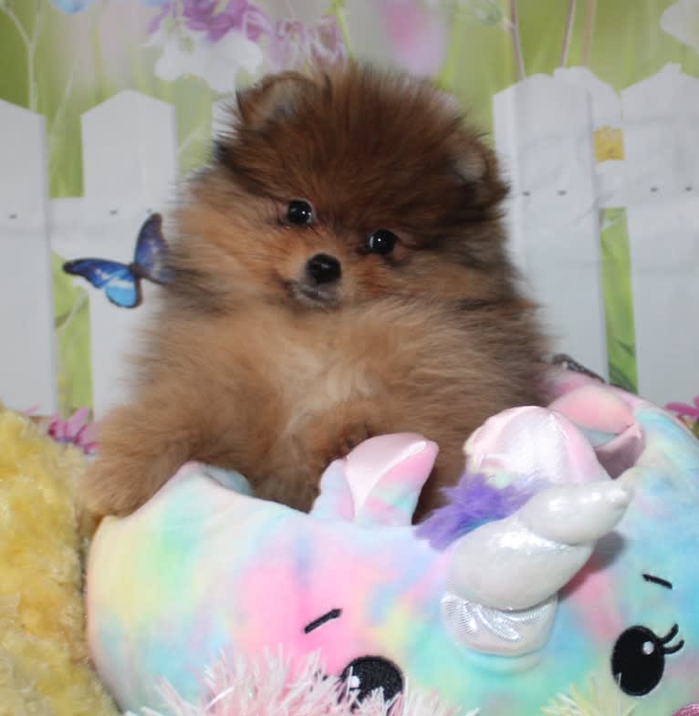 Karma, a Pomeranian tested with EmbarkVet.com