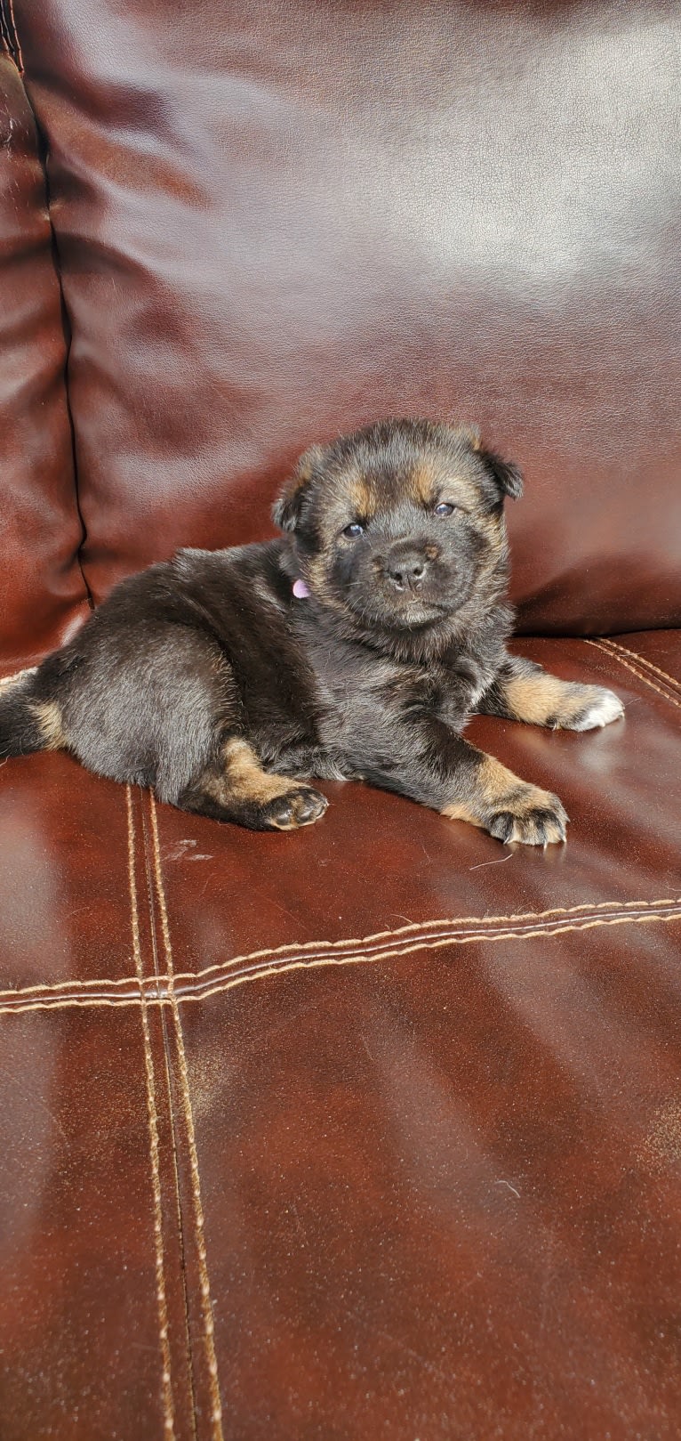 Fluffy, a Jindo tested with EmbarkVet.com