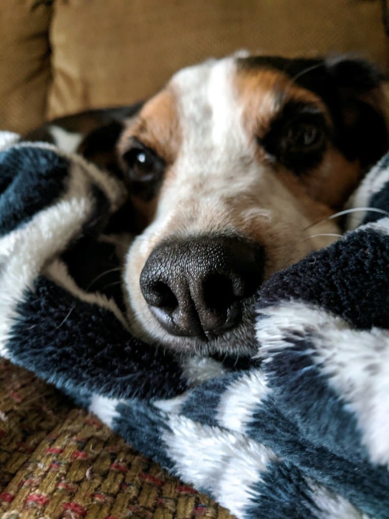 Otis, a Beagle tested with EmbarkVet.com