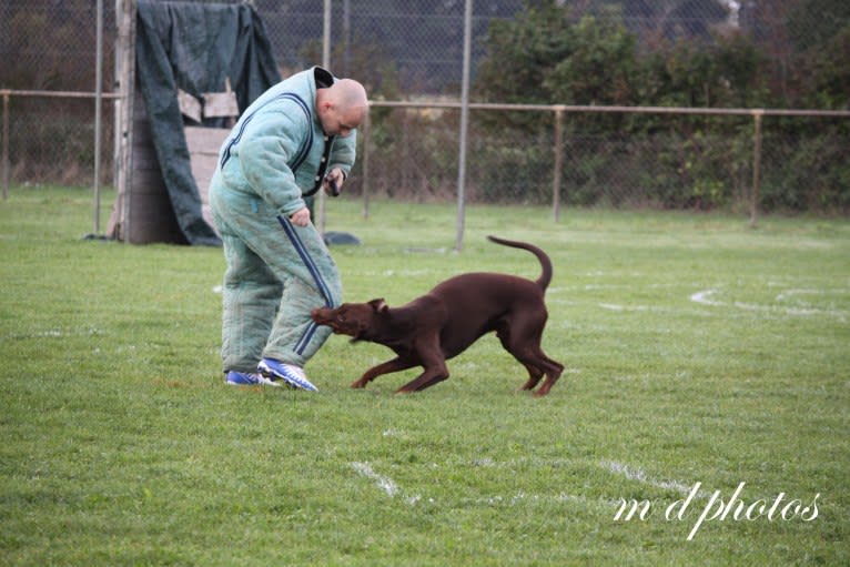 ÈZE EBO DI LATIANO, a Doberman Pinscher tested with EmbarkVet.com