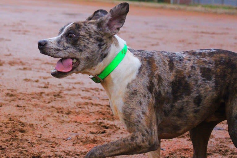 Hammer, a Boston Terrier and Australian Cattle Dog mix tested with EmbarkVet.com