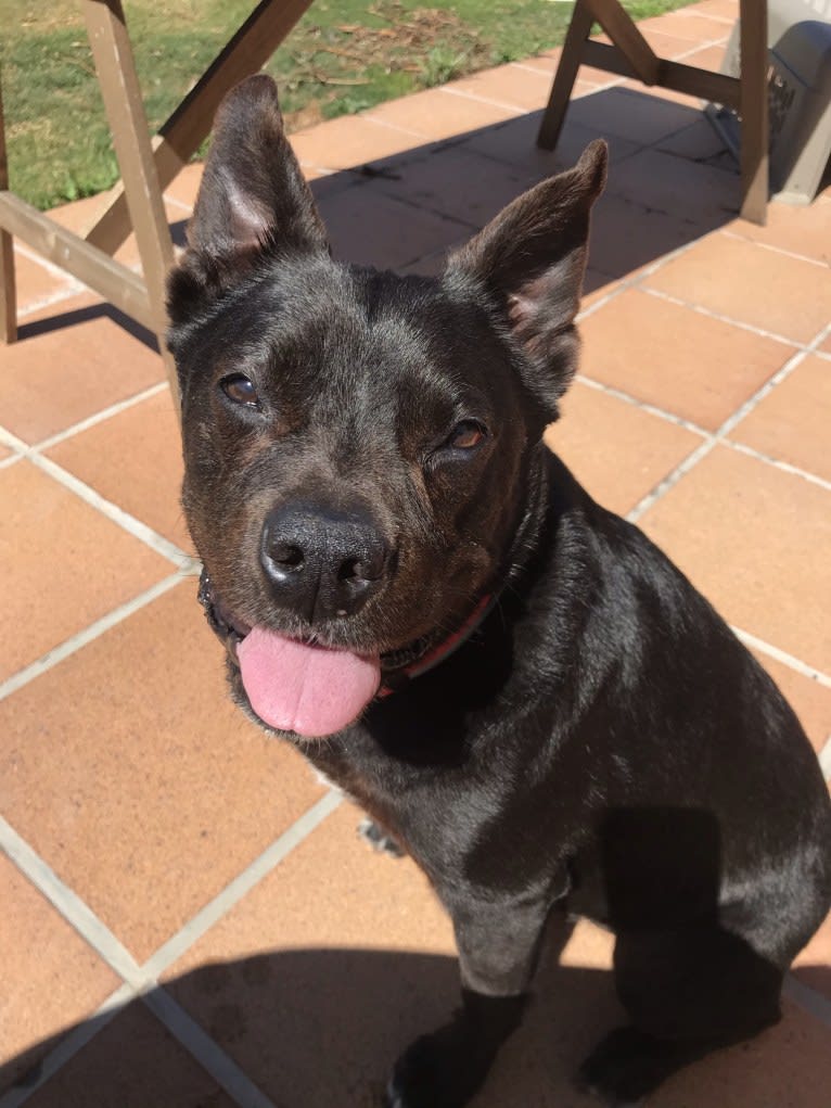 Prince Charming, a Boston Terrier and American Pit Bull Terrier mix tested with EmbarkVet.com