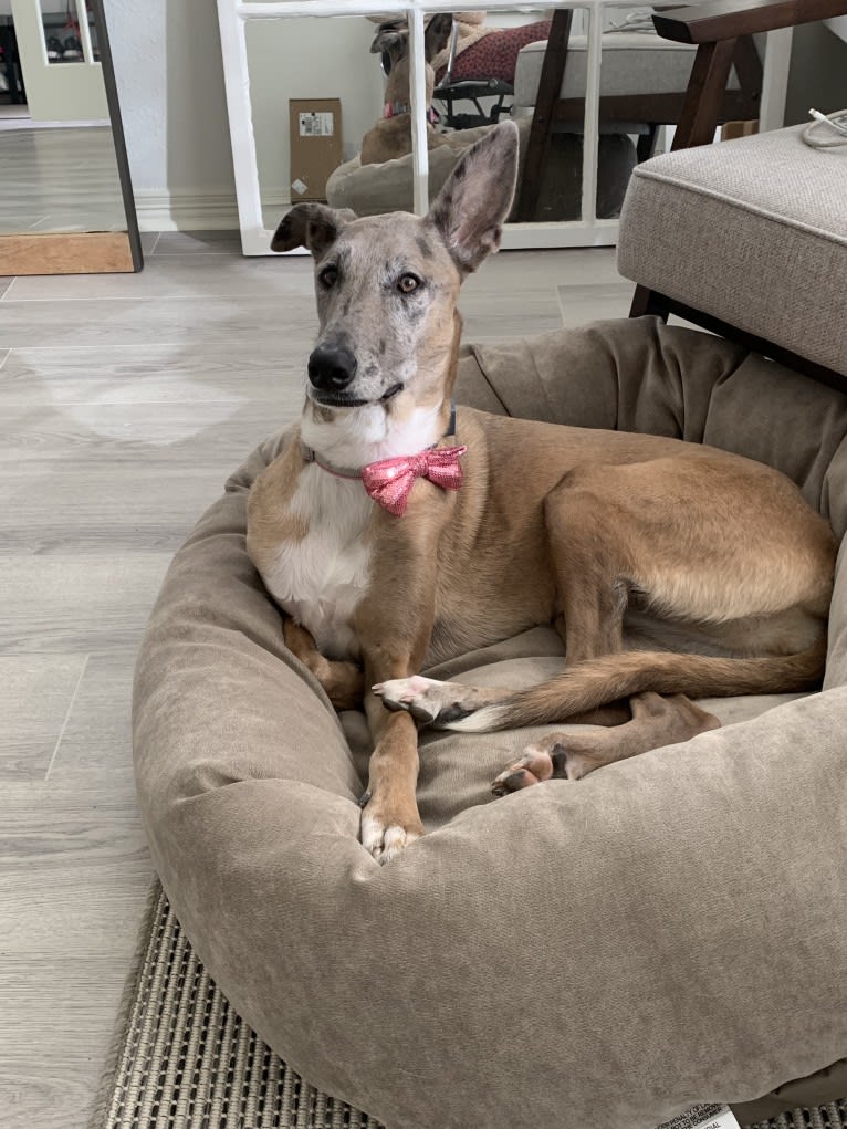 Bonnie, a Belgian Malinois and Great Dane mix tested with EmbarkVet.com