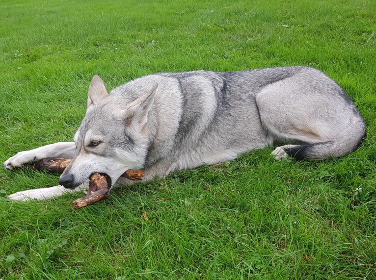 Ishtar (Estrella v.d. Scheldeschorre), a Saarloos Wolfdog tested with EmbarkVet.com