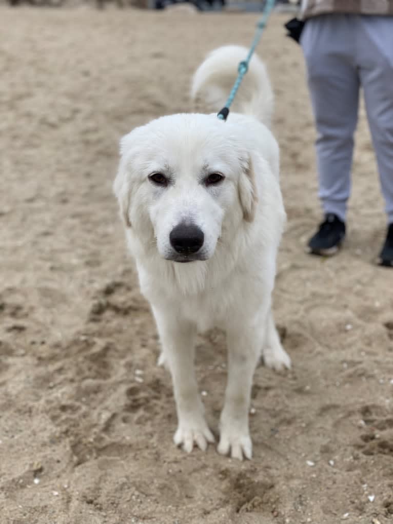 Tundra, a Great Pyrenees tested with EmbarkVet.com