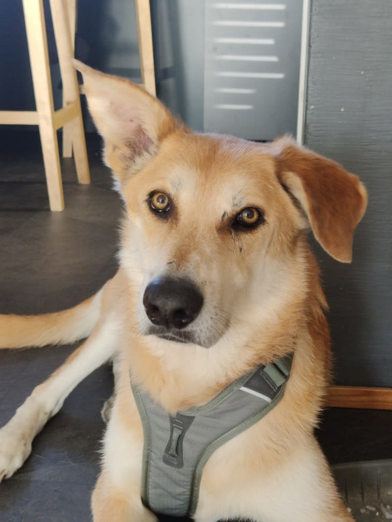 Stjopa, a Central Asian Village Dog tested with EmbarkVet.com