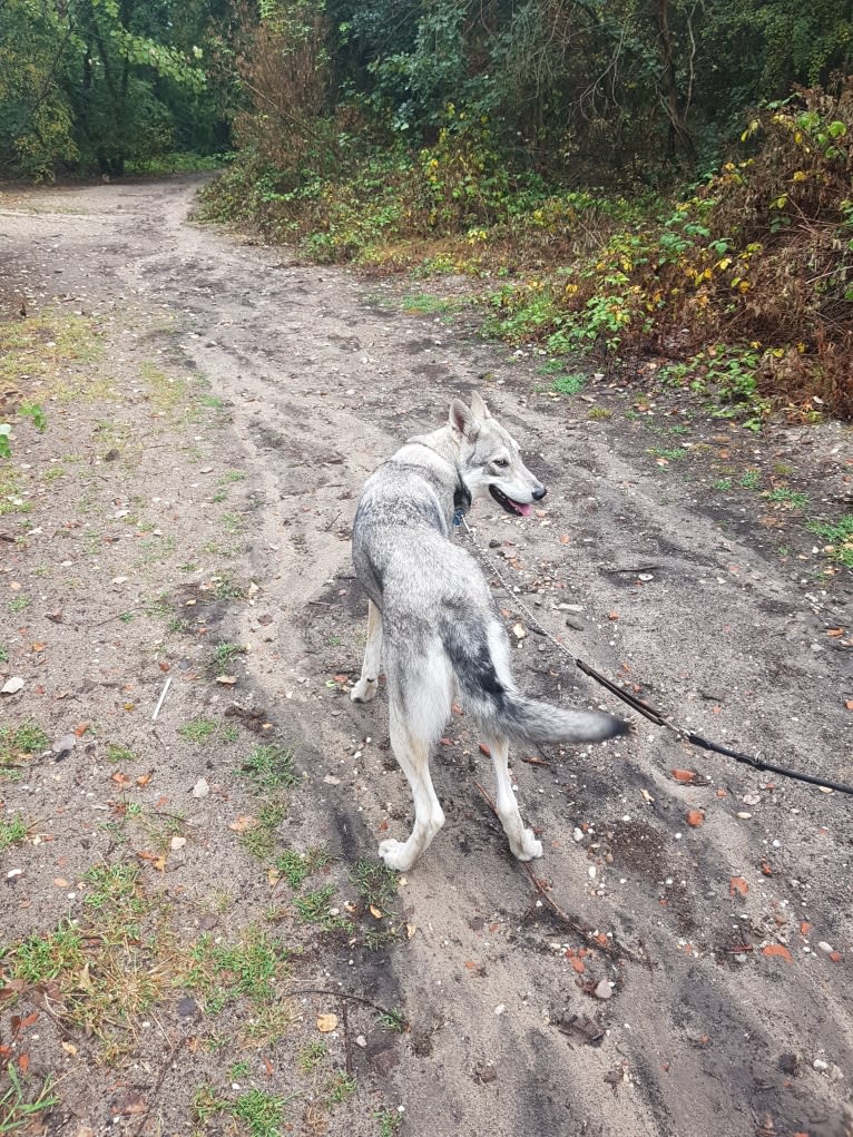 Ishtar (Estrella v.d. Scheldeschorre), a Saarloos Wolfdog tested with EmbarkVet.com