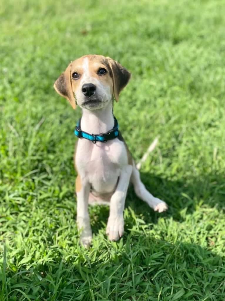 Lyric, an English Foxhound tested with EmbarkVet.com