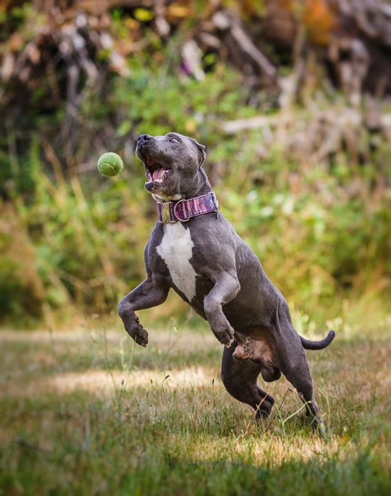 Burt Tyrannosaurus Macklin (Mac), an American Pit Bull Terrier and American Staffordshire Terrier mix tested with EmbarkVet.com