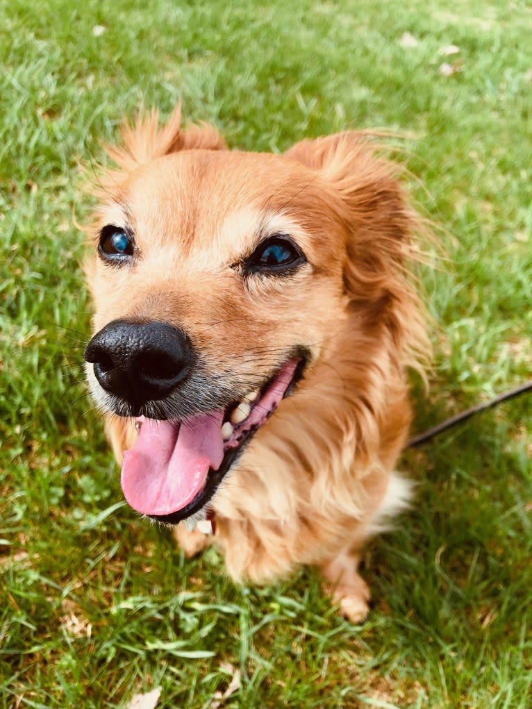 Tovi, a Pug and Chihuahua mix tested with EmbarkVet.com