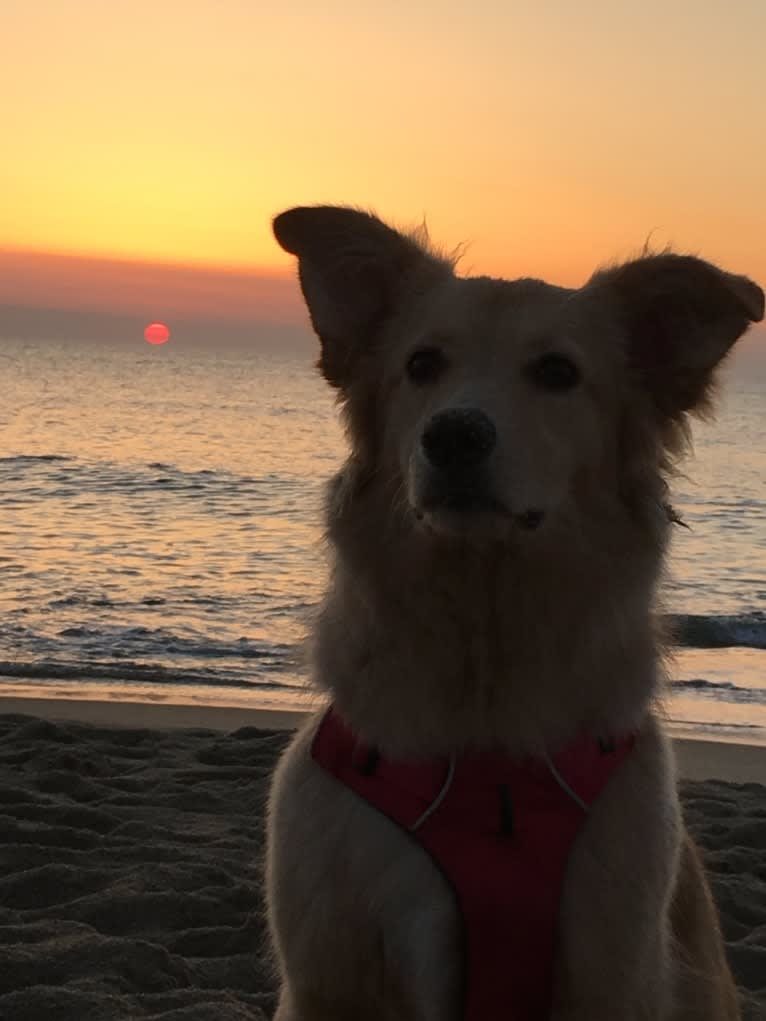 Sadie, a German Shepherd Dog and Golden Retriever mix tested with EmbarkVet.com