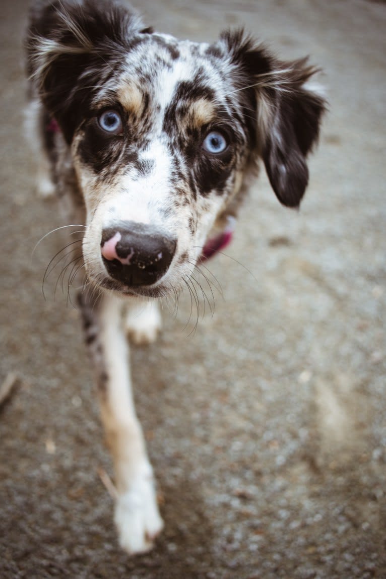 Willow, an Australian Shepherd and Miniature/MAS-type Australian Shepherd mix tested with EmbarkVet.com