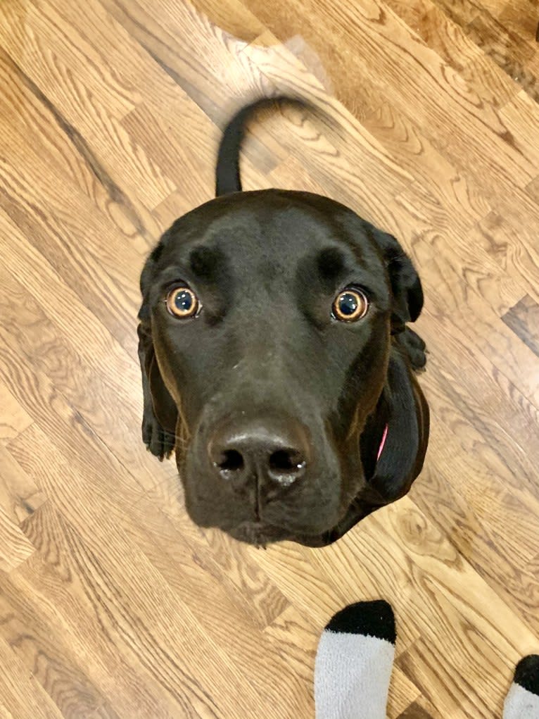 Kaya, a Weimaraner and Labrador Retriever mix tested with EmbarkVet.com