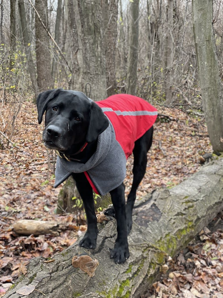 Rebel, a Labrador Retriever tested with EmbarkVet.com