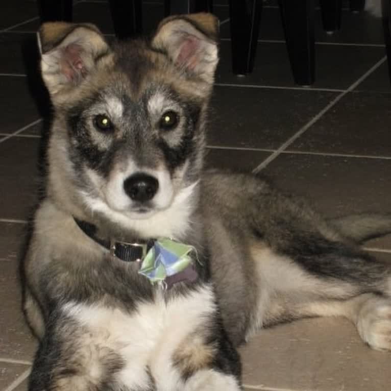 Hope, an Alaskan-type Husky tested with EmbarkVet.com