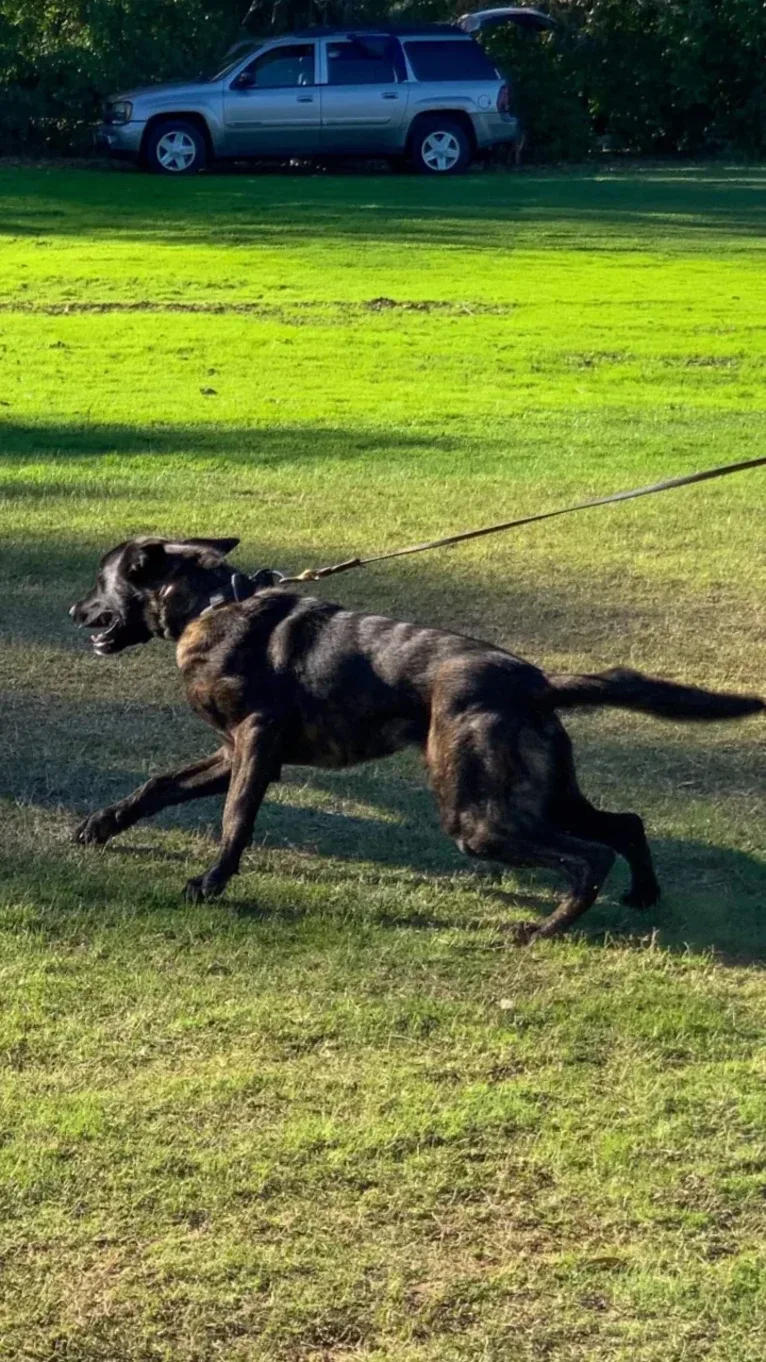 Static, a Dutch Shepherd tested with EmbarkVet.com