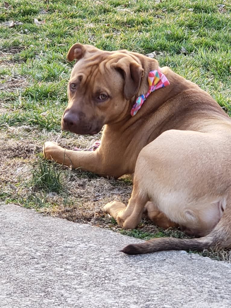 Ruckus, an American Pit Bull Terrier and Labrador Retriever mix tested with EmbarkVet.com