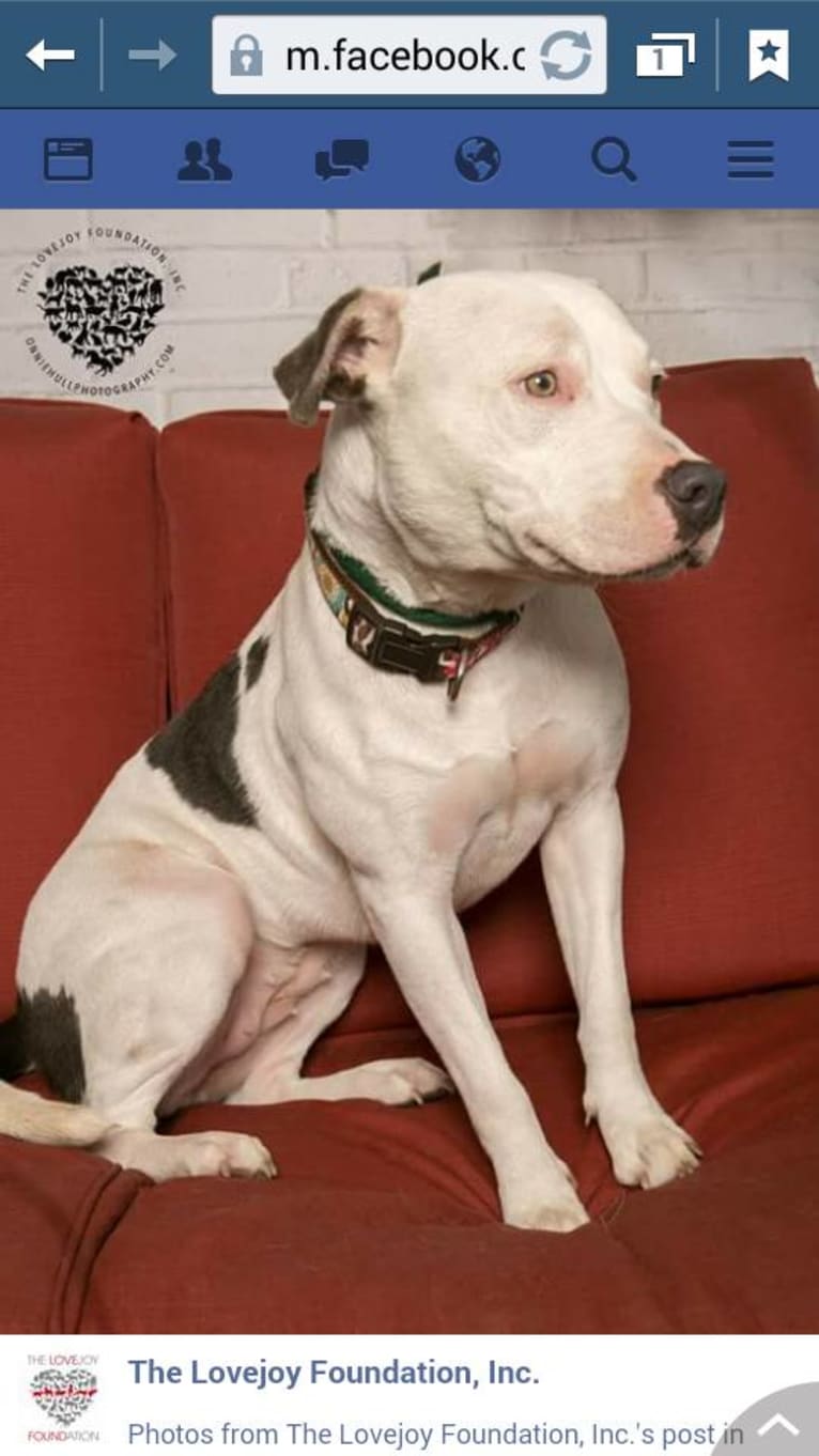 Luna, an American Pit Bull Terrier and American Staffordshire Terrier mix tested with EmbarkVet.com