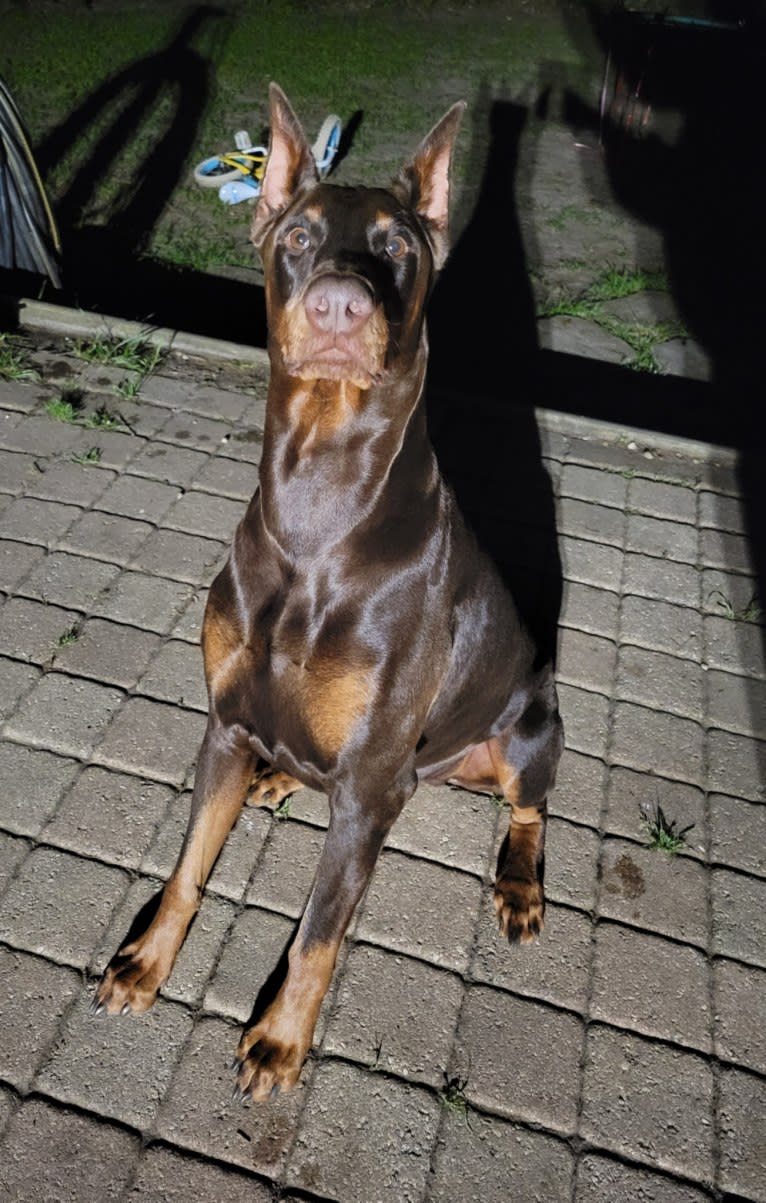 Juju, a Doberman Pinscher tested with EmbarkVet.com