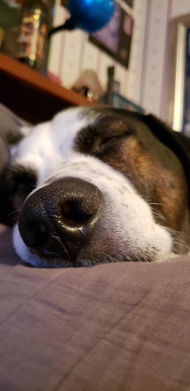 Dublin, an American Foxhound and Labrador Retriever mix tested with EmbarkVet.com