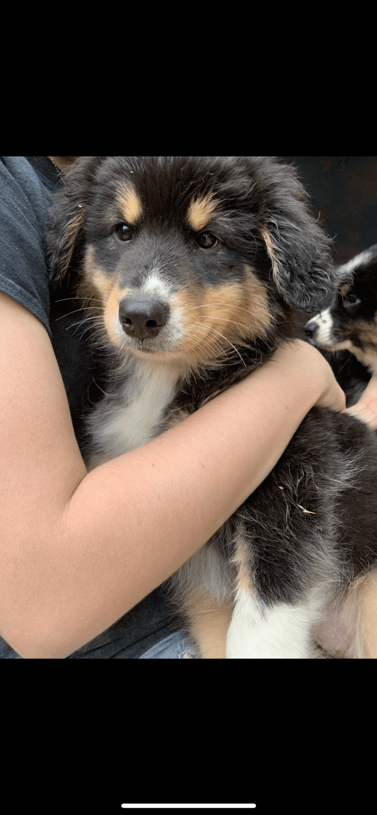 Zoey, an Australian Shepherd and Australian Cattle Dog mix tested with EmbarkVet.com