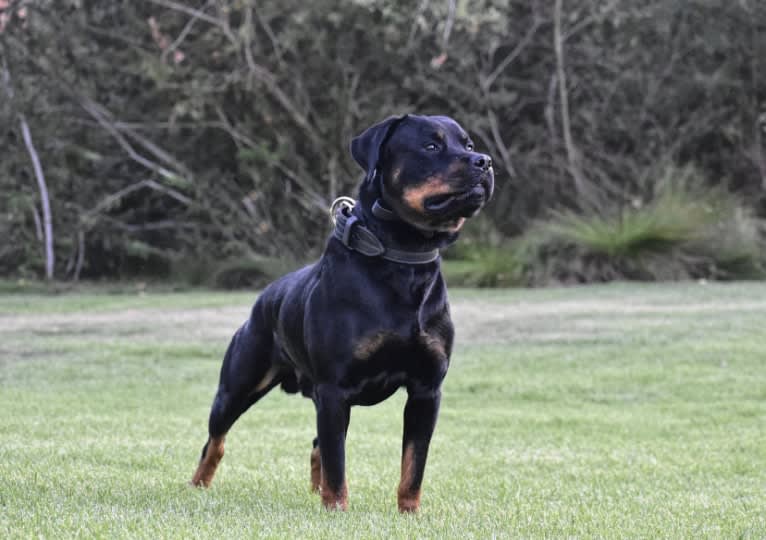 Wüstenhaus Samson, a Rottweiler tested with EmbarkVet.com