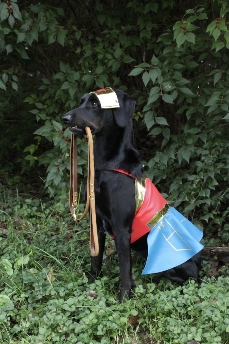 Curiosity Blue, a Labrador Retriever and Australian Shepherd mix tested with EmbarkVet.com