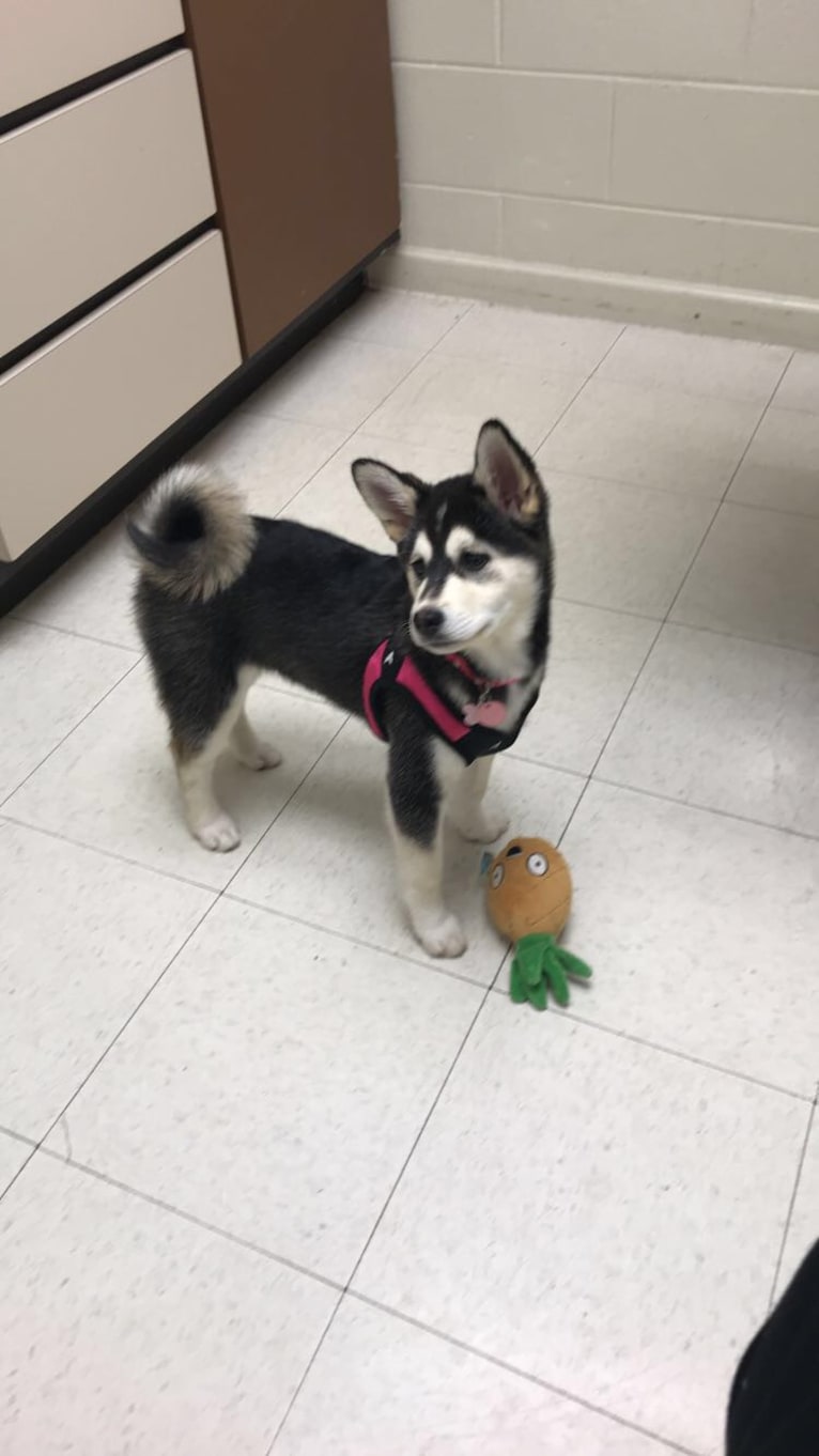 Cece, a Shiba Inu and Shih Tzu mix tested with EmbarkVet.com