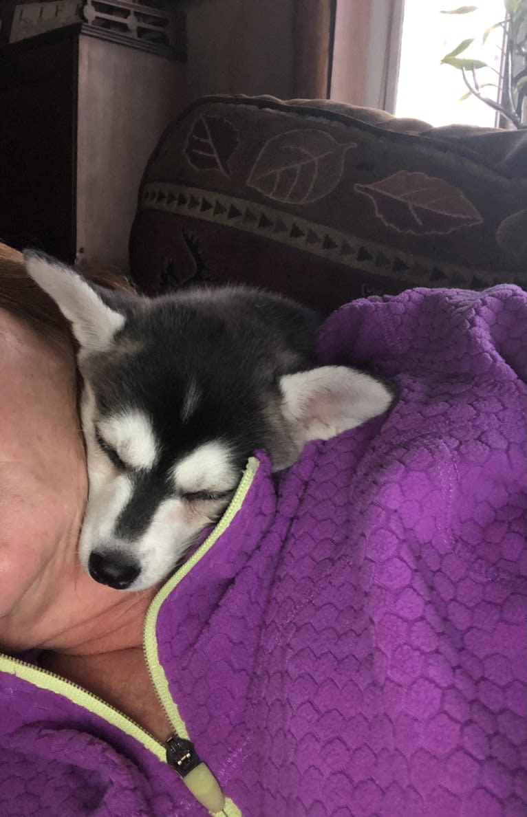 Wren Skywalker, an Alaskan Klee Kai tested with EmbarkVet.com