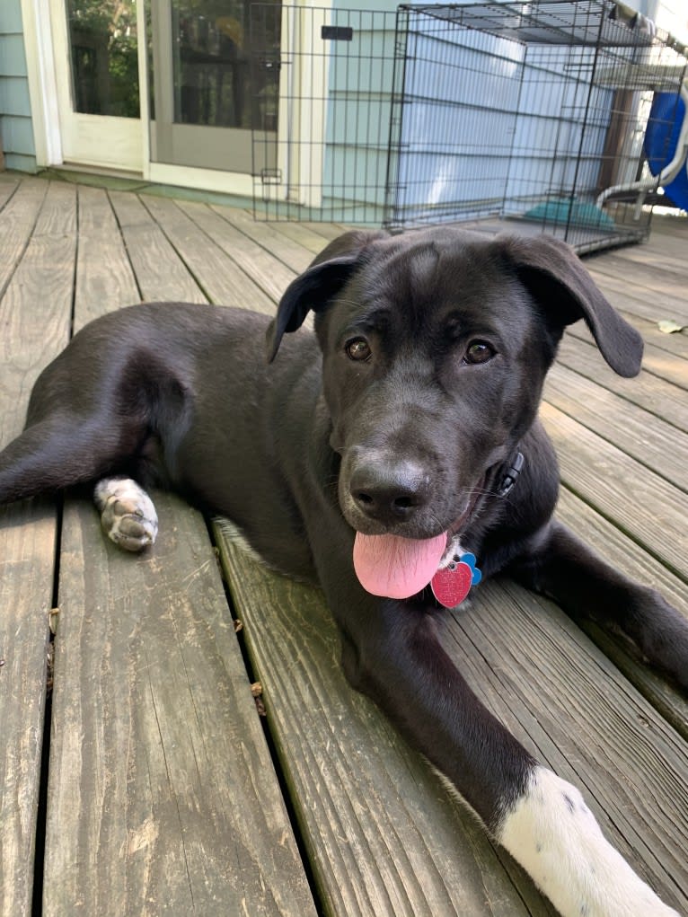 Bailey, an American Pit Bull Terrier and Chow Chow mix tested with EmbarkVet.com