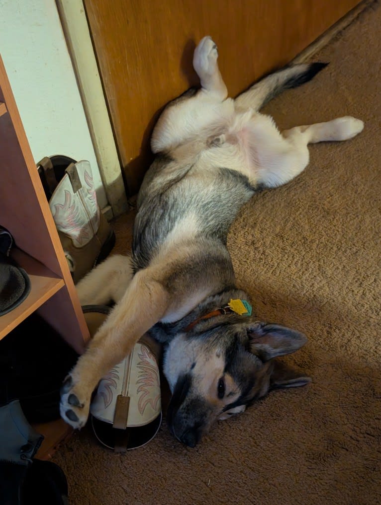 Gunner, a Siberian Husky and German Shepherd Dog mix tested with EmbarkVet.com