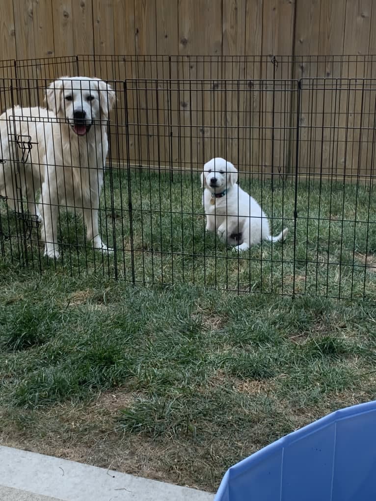 Hudson Gene Dement, a Golden Retriever tested with EmbarkVet.com