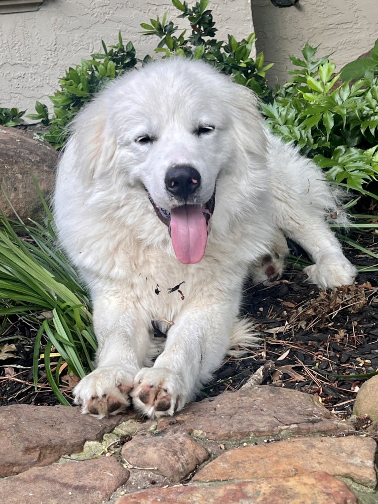 Yeti, a Great Pyrenees tested with EmbarkVet.com