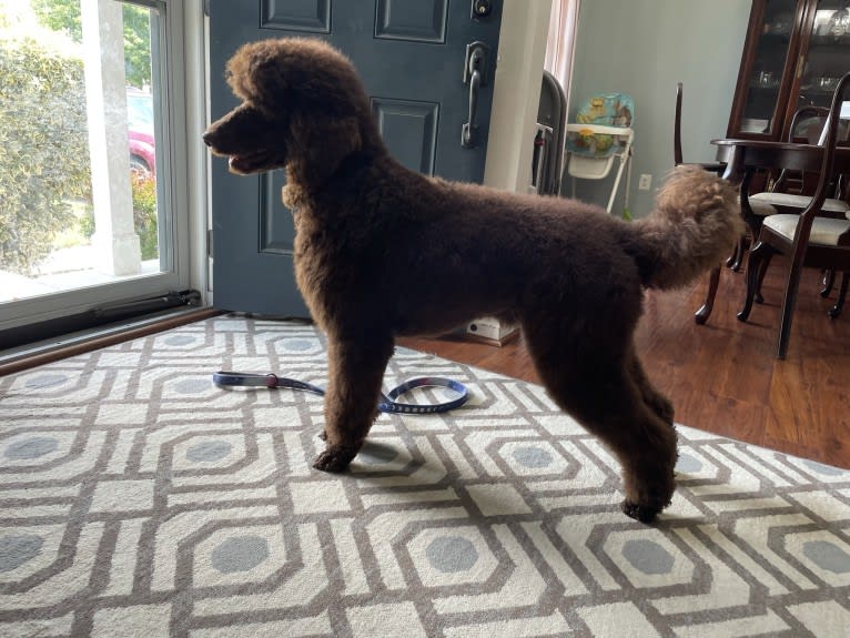 Remy Bass TKN TKI, a Poodle (Standard) tested with EmbarkVet.com